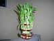 Lucky Bamboo
